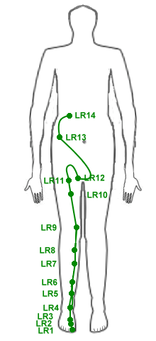 Akupunktur Meridiane LR